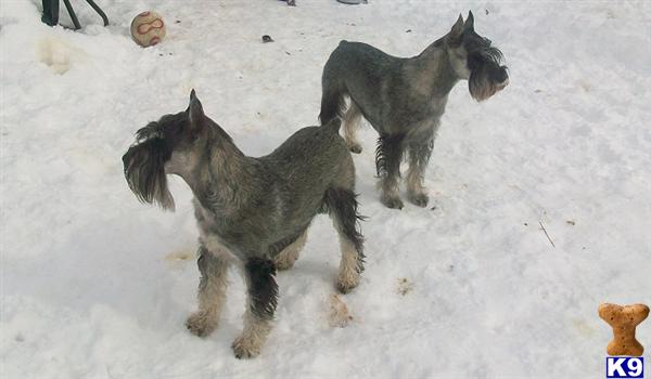 Standard Schnauzer Puppies
